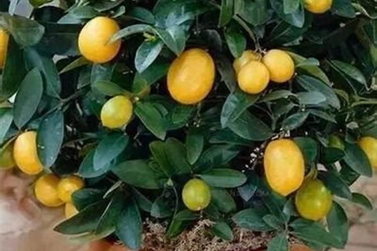 橘子树最好的肥料是什么？