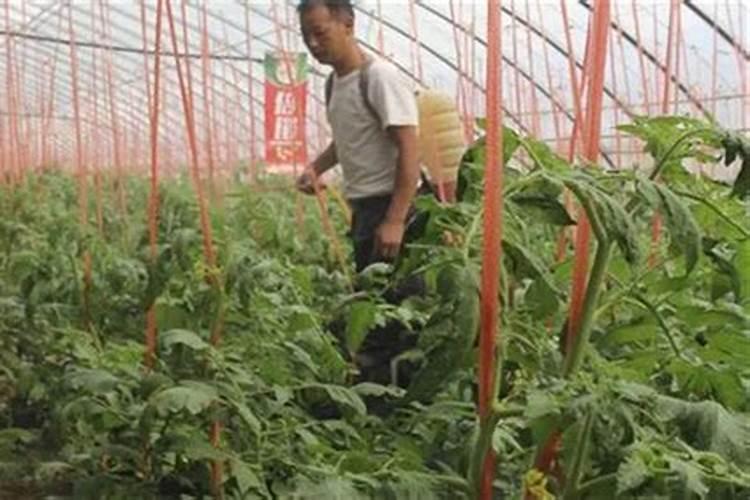 番茄膨果叶面肥效果最好的是哪种