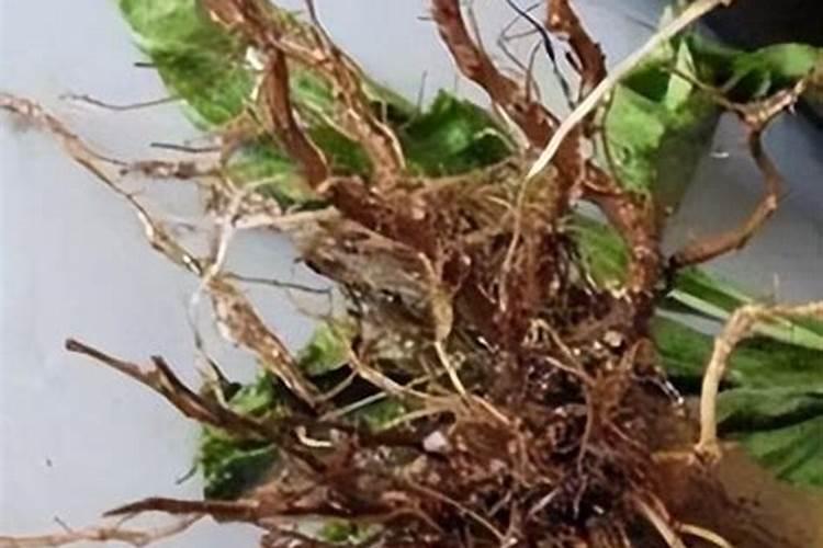菌肥的作用与使用方法
