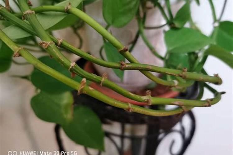 腐殖酸和腐植酸有什么不同