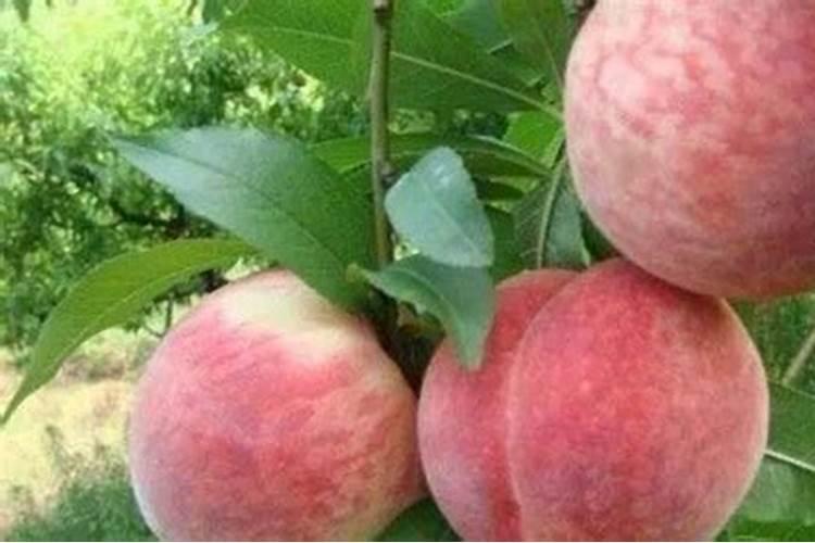 快成熟的桃子出现裂口这一问题怎么处理