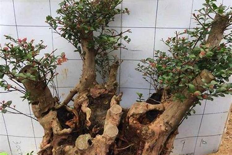 小叶赤楠盆景怎么养