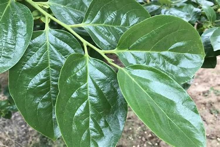 柿子树结柿子后用什么肥料膨果？