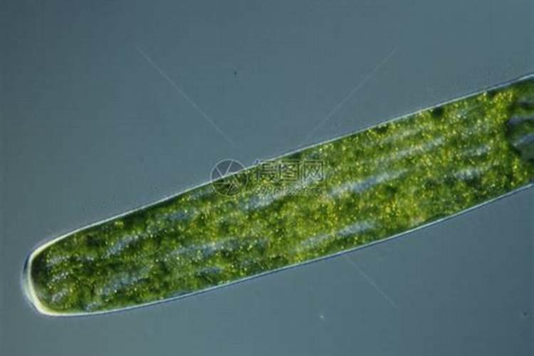 水培绿萝怎么养才能更旺盛小妙招