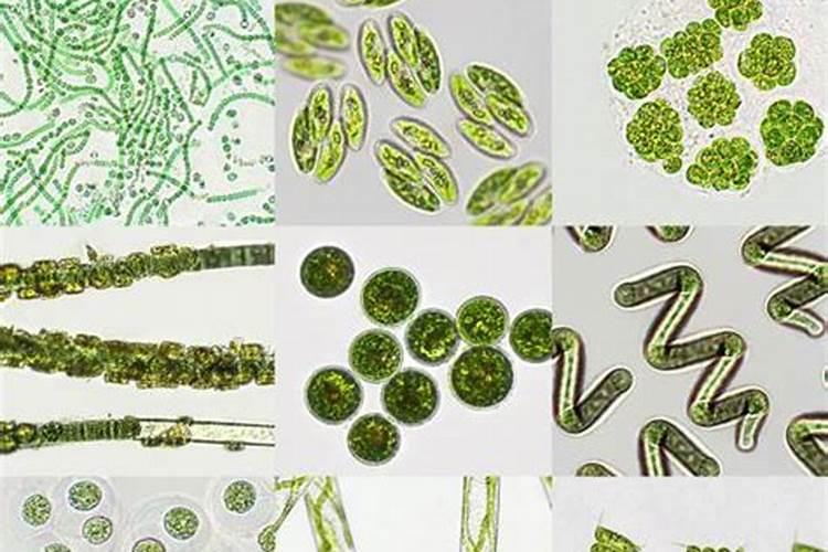 水养红掌怎么养