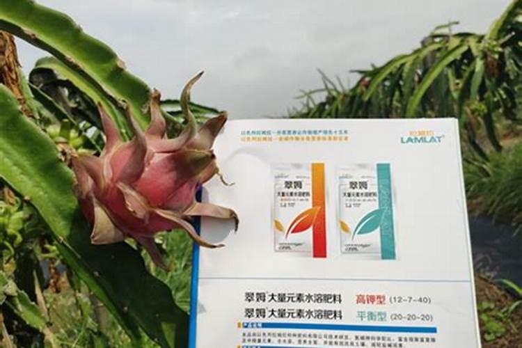 种火龙果用什么肥料好