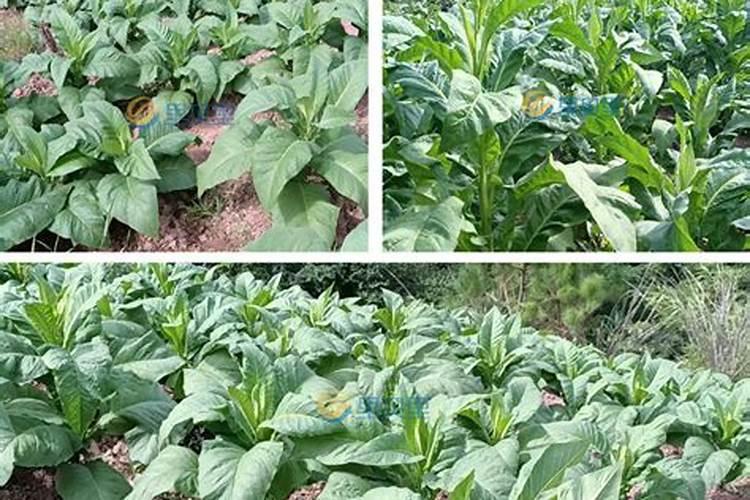 烤烟种植技术与方法