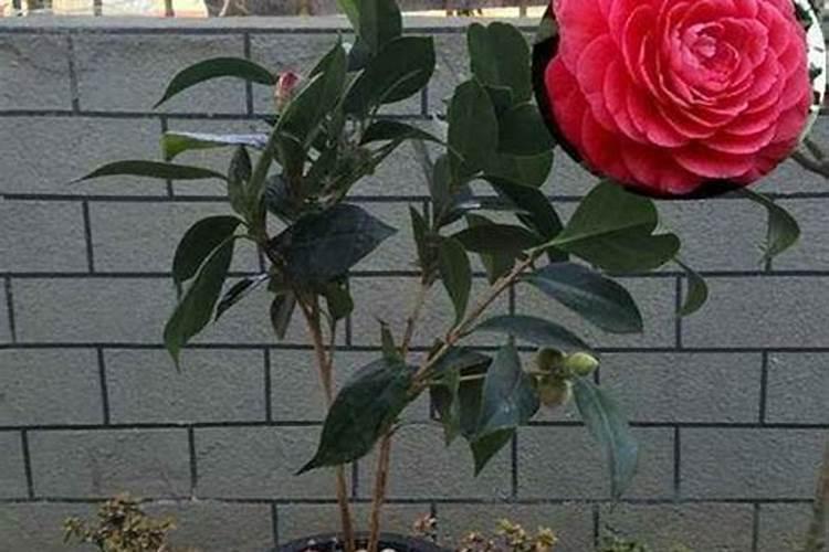 山茶花怎么施肥和浇水？