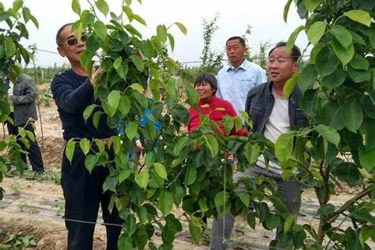 如何对园林植物进行合理施肥 怎样对园林植物进行合理施肥