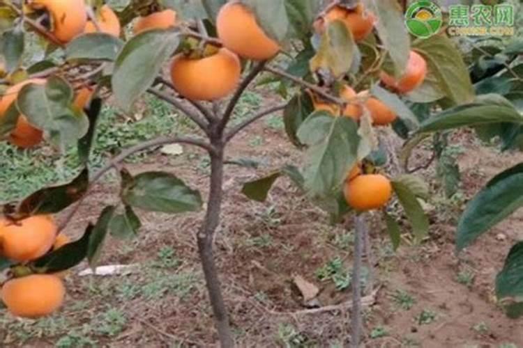 西红柿要不要打顶