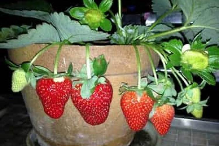 冬季草莓怎么种植管理