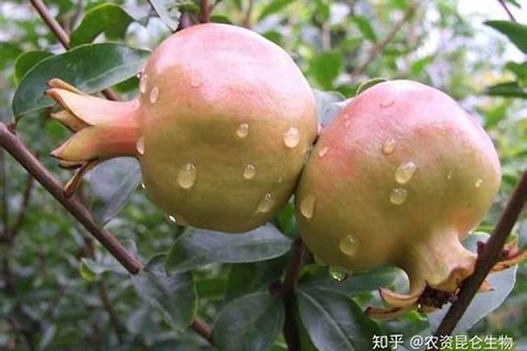 石榴树施三胺肥行吗？