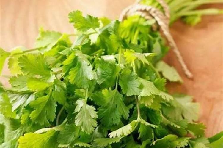 香菜最怕三种肥料