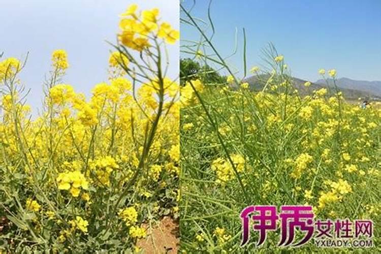 油菜开花施什么肥什么叶面肥好？