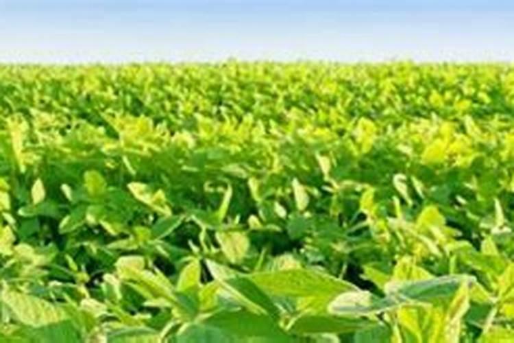 种植大豆、花生等豆科植物时,不需要施氮肥的原因是