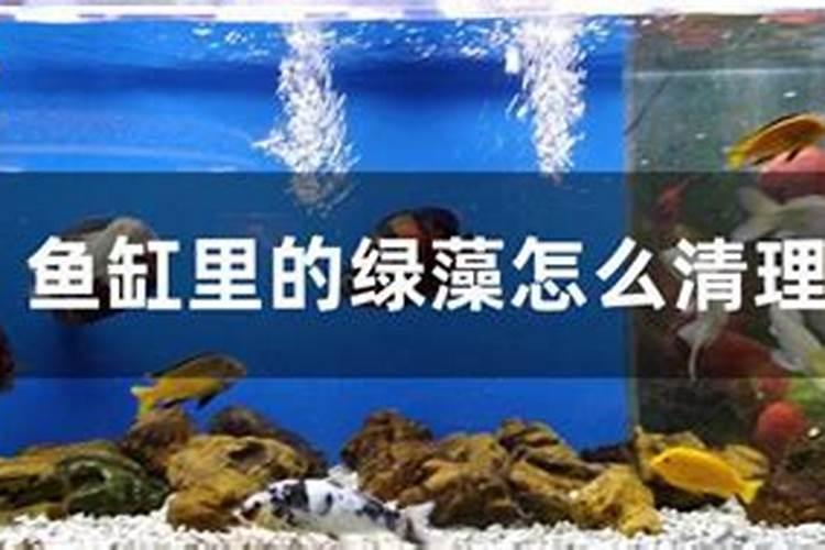 海缸缸壁绿藻长得很快怎么办,海缸养什么生物来清洁