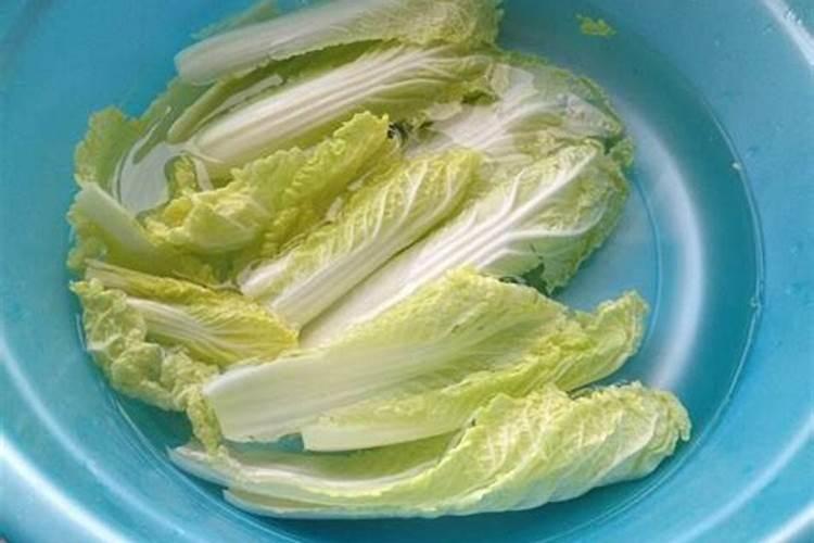 娃娃菜上的黑点点是氮肥残留还是蚜虫分泌物或黑腐病？
