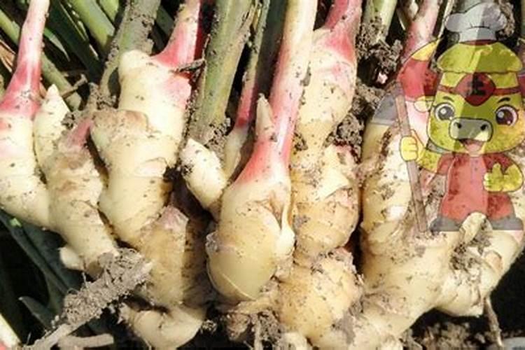 生姜用哪种水溶肥效果好？生姜什么时候用肥比较好？