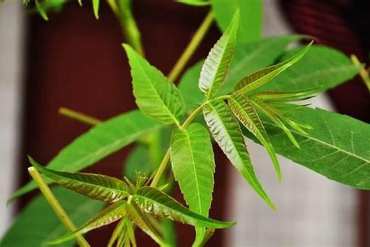 香椿树施肥的正确方法