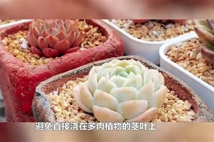 移栽室内植物多久施肥 室内植物什么时候需要施肥？