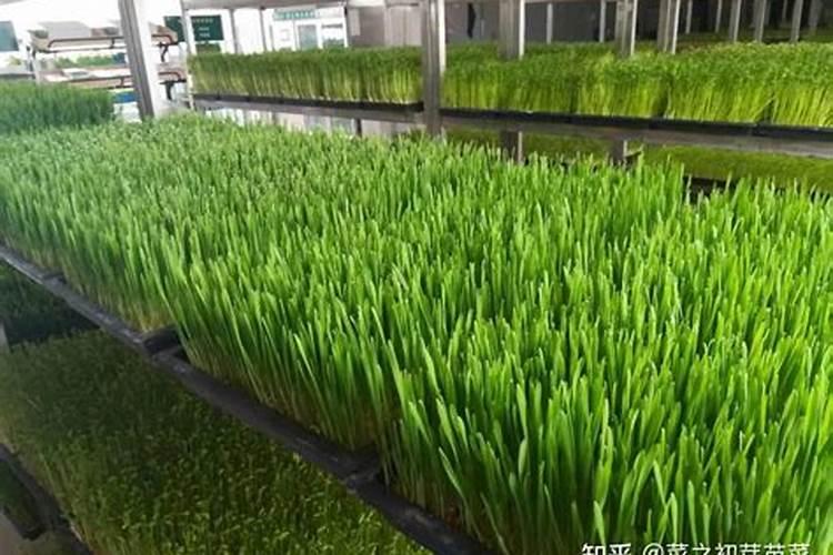 冬小麦浇完冻水后出现冻死的现象用什么方法可补救？