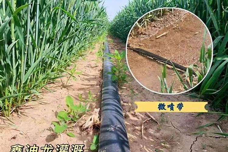 小麦返青能用水溶肥吗,水溶肥施用技巧