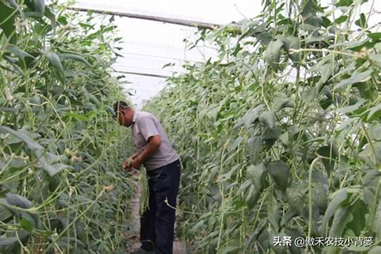 豆角常见的病虫害有哪些 如何科学防治豆角病虫害