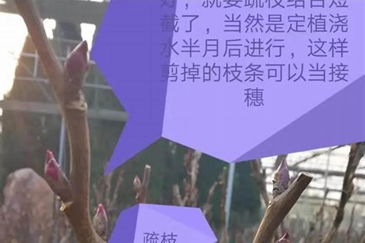 请问绣球花不开花叶子长得很大很大,缺少什么养分啊？