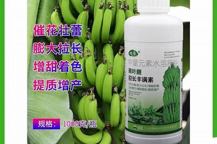 香蕉南天黄品种种植特性