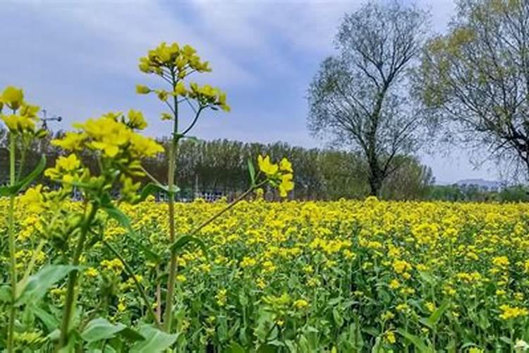 油菜盛花期能喷叶面肥吗