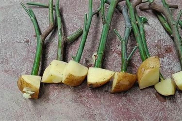 土豆种植用什么肥料好