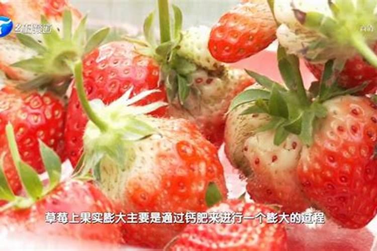 草莓喜欢什么肥
