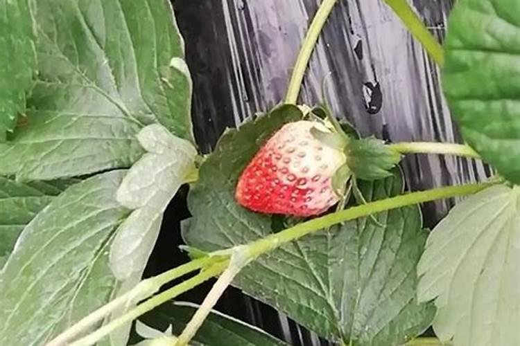 草莓施什么肥料果大