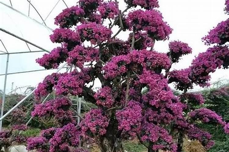 三角梅老桩如何快速生根？做到这4点,提高成活率