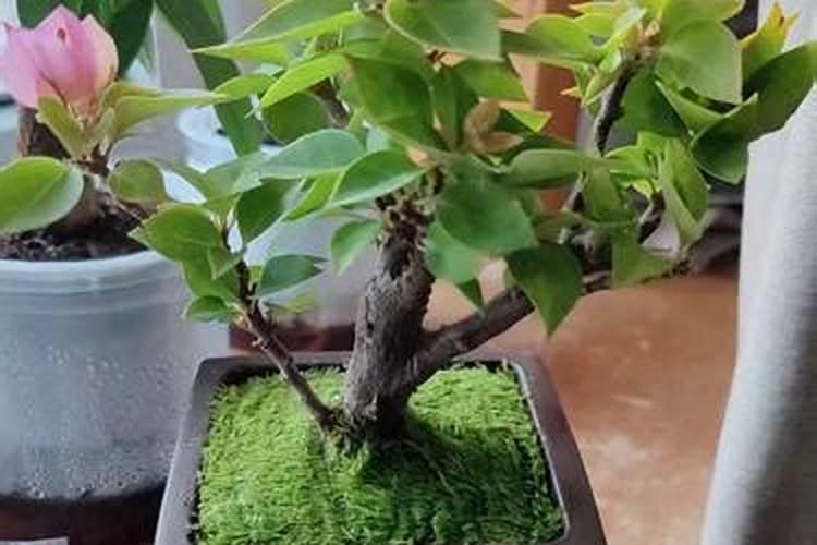 三角梅怎么施肥,三角梅施什么肥好？