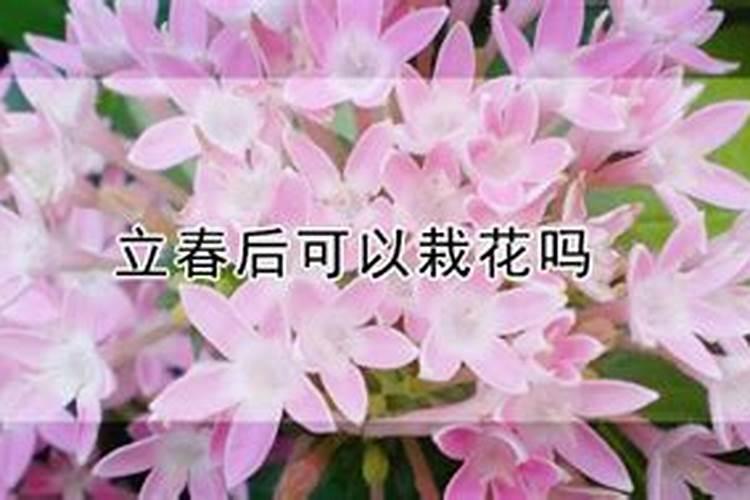 七月份能养海棠花吗？