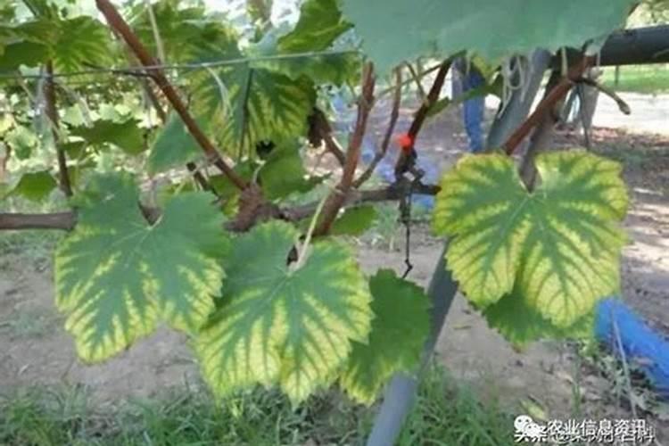 葡萄叶片缺铁和缺镁有什么区别