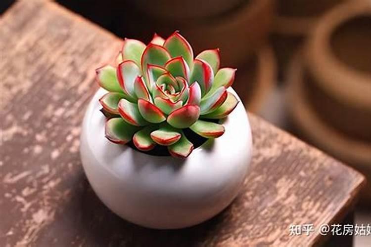 多肉植物施肥方法是什么有哪些注意事项