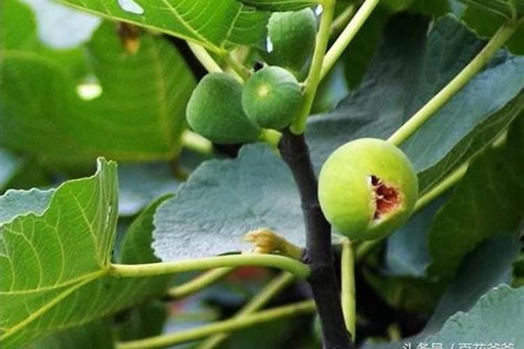 无花果用什么肥料最好