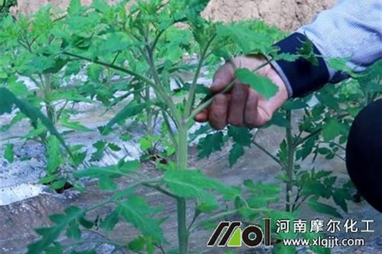 美洲星叶面肥如何用量