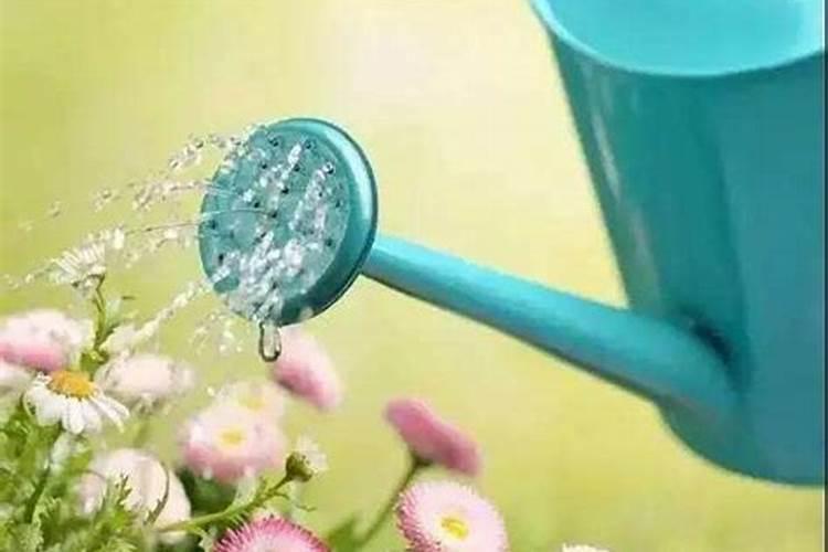 水培白掌怎么养才能更旺盛？水培白掌的技巧有哪些