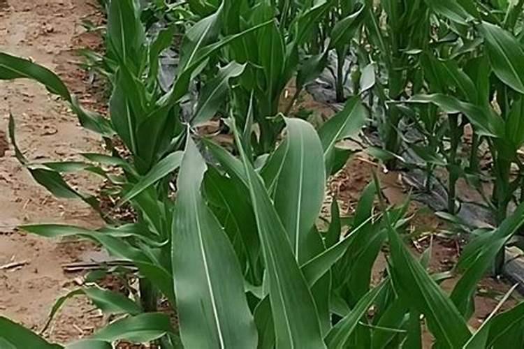 种植玉米用什么钾肥