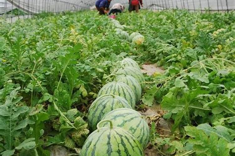 大萝卜多久浇一次水