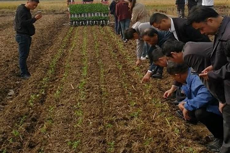 油菜移栽后怎样施肥