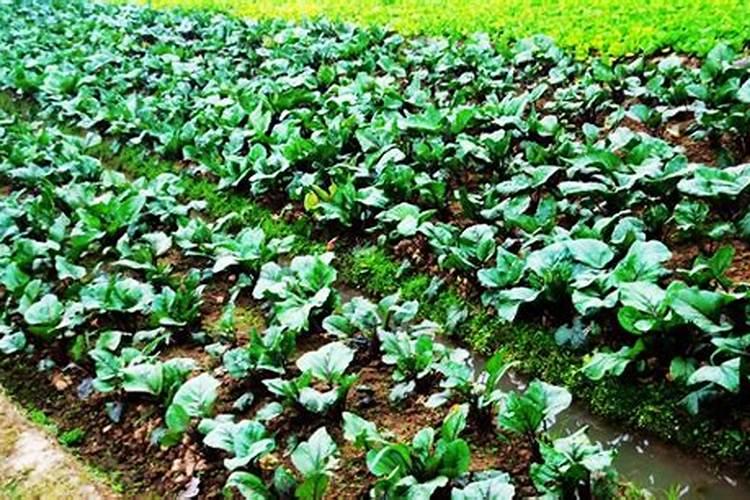红菜苔种植时间和方法