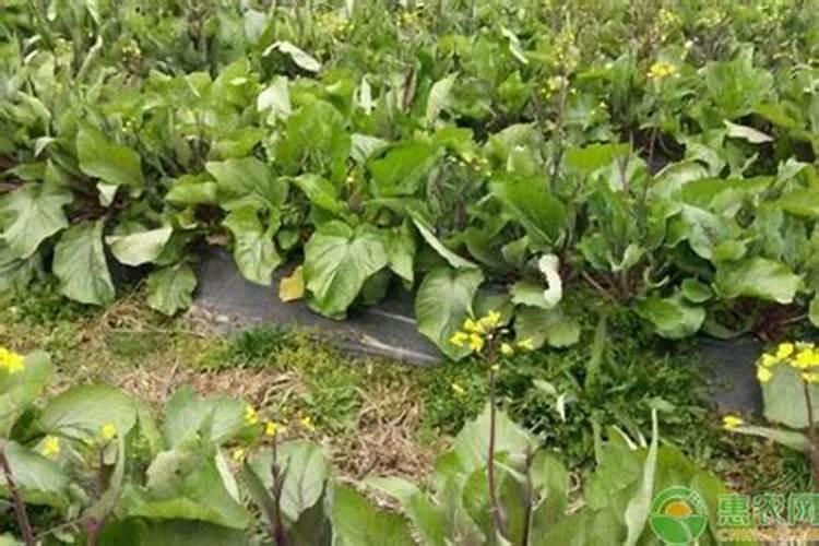 红菜苔种植时间和方法