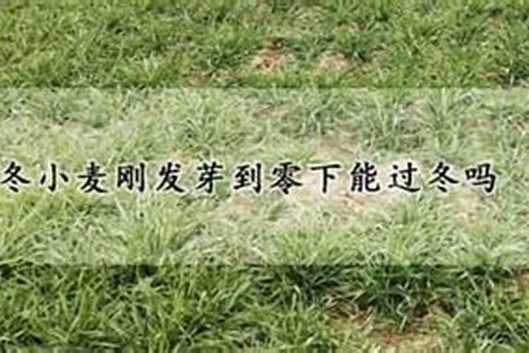 小麦冬前要喷芸苔素吗