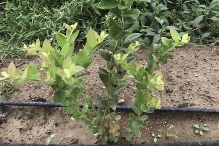 蓝莓适合什么肥料