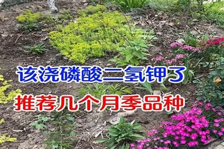 茶花开花后需要施肥吗？需要注意什么？