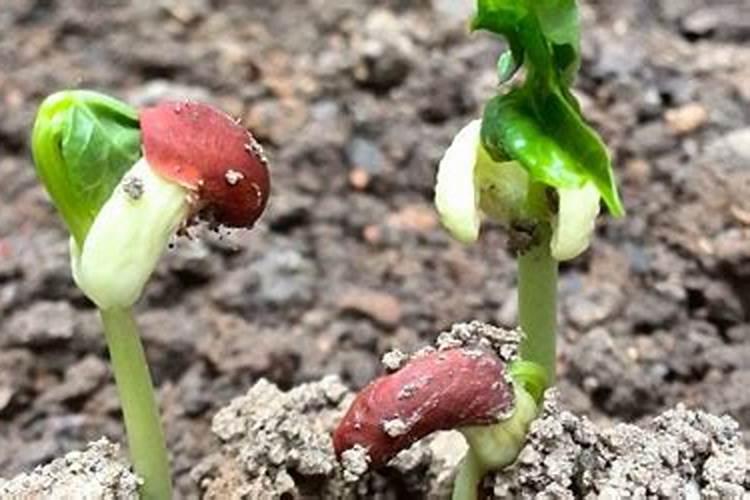 花生上过肥料出现底叶干黄怎么办能浇氷吗